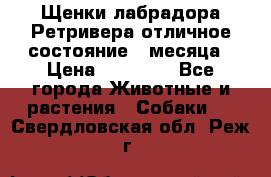 Щенки лабрадора Ретривера отличное состояние 2 месяца › Цена ­ 30 000 - Все города Животные и растения » Собаки   . Свердловская обл.,Реж г.